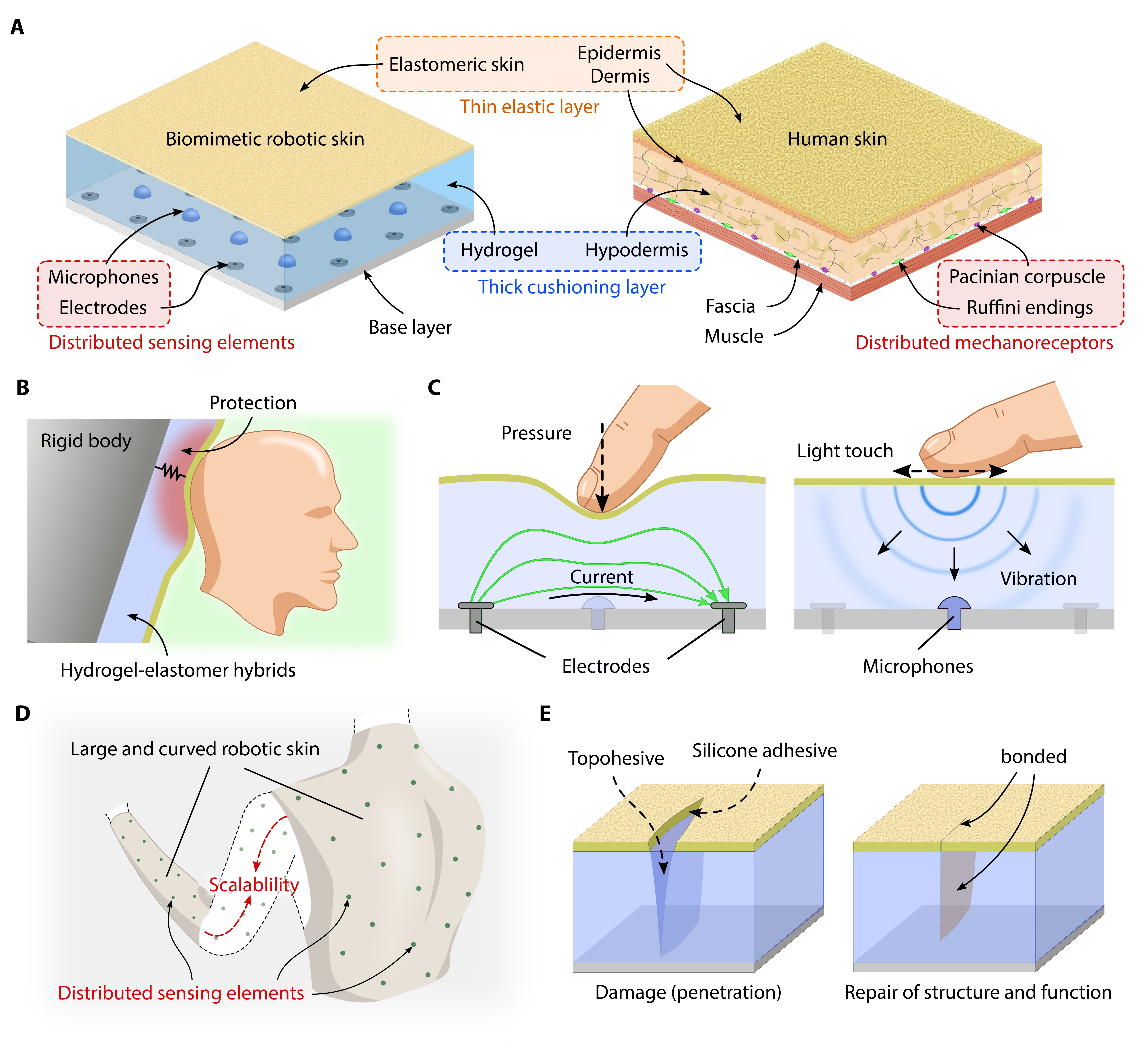 A biomimetic elastomeric robot skin using electrical impedance and acoustic tomography for tactile sensing